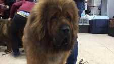 OLTENIA DOG SHOW 2019