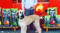 DRACULA DOG SHOW 2019